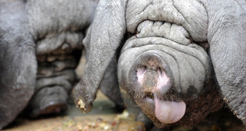 7 жутких тварей, когда-либо выведенных человеком 