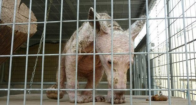 24 декабря Ив взял под свою опеку центр The Fund for Animals Wildlife Center в Рамоне, округ Сан-Диего 24 декабря Ив взял под свою опеку центр The Fund for Animals Wildlife Center в Рамоне, округ Сан-Диего барибал, животные, калифорния, медведица, медвежонок, спасение, фото