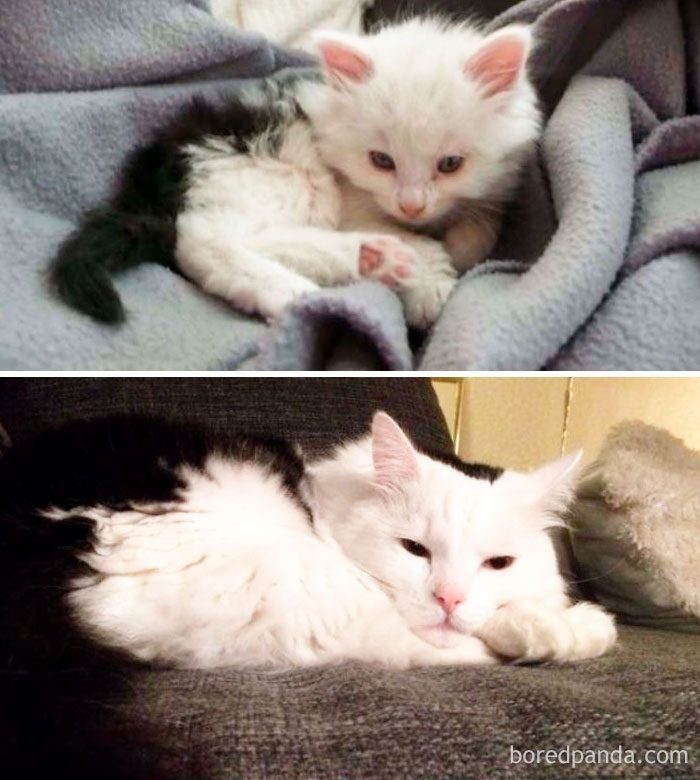 Котята, которые с возрастом превратились в шикарных котов и кошек