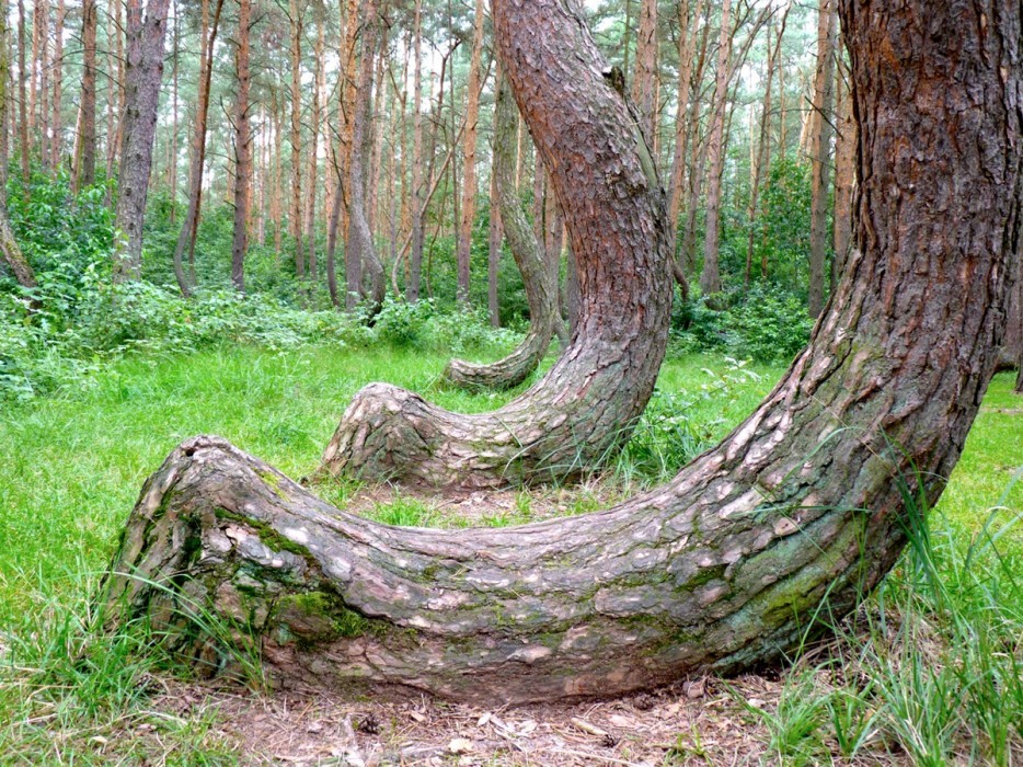 Леса с другой планеты! forests02 Леса с другой планеты!