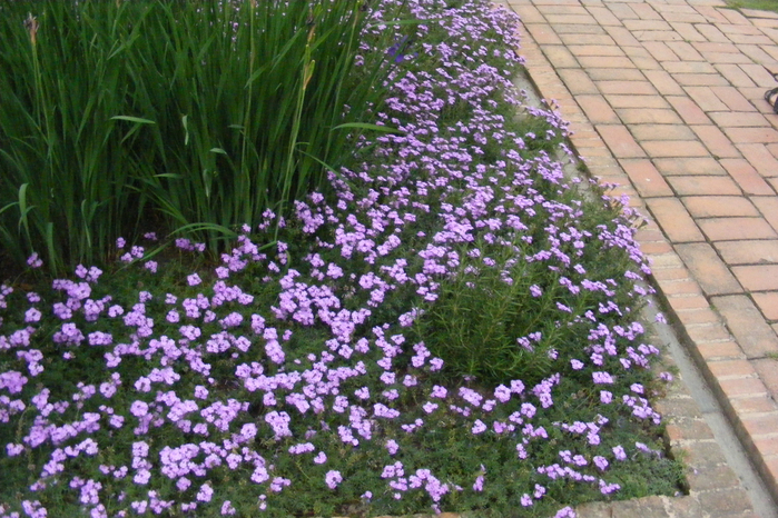 DSCF9750 (700x466, 498Kb)