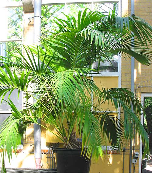 Пальма как вид комнатного растения