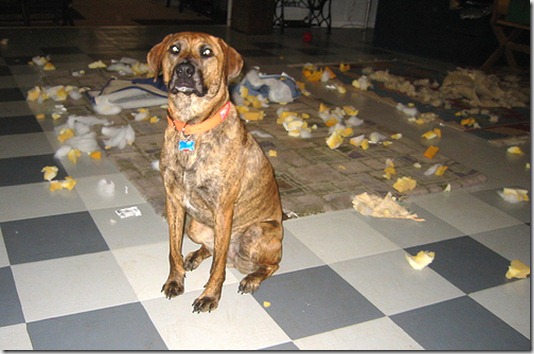dog_destruction