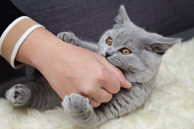 Как скинуть с себя оковы кошачьего рабства