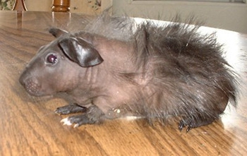 7 жутких тварей, когда-либо выведенных человеком 