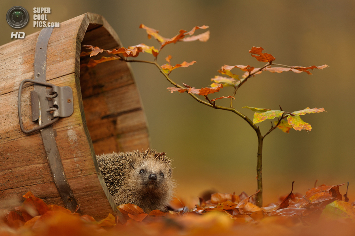 Ранняя осень. (Edwin Kats)