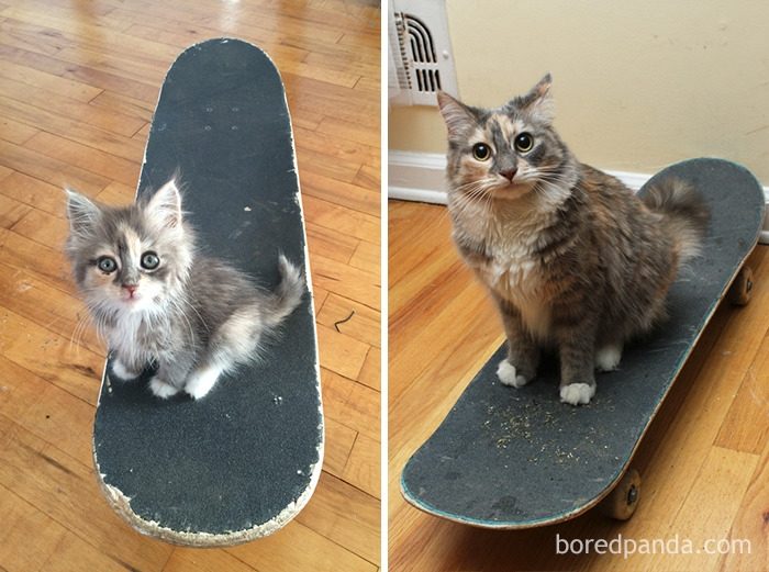 Котята, которые с возрастом превратились в шикарных котов и кошек