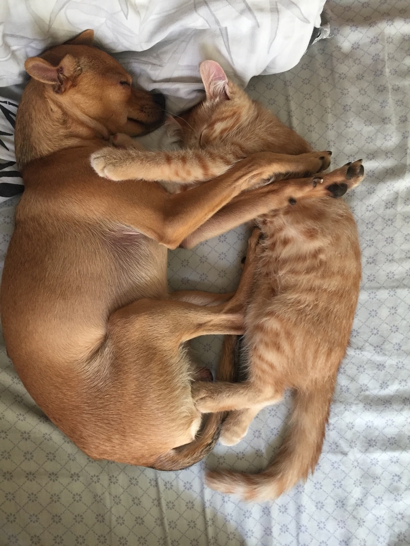помощь котенку котенок и собака