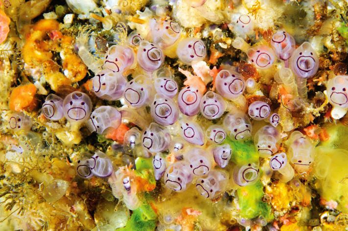 Что на дне Японского моря? Что на дне Японского моря?