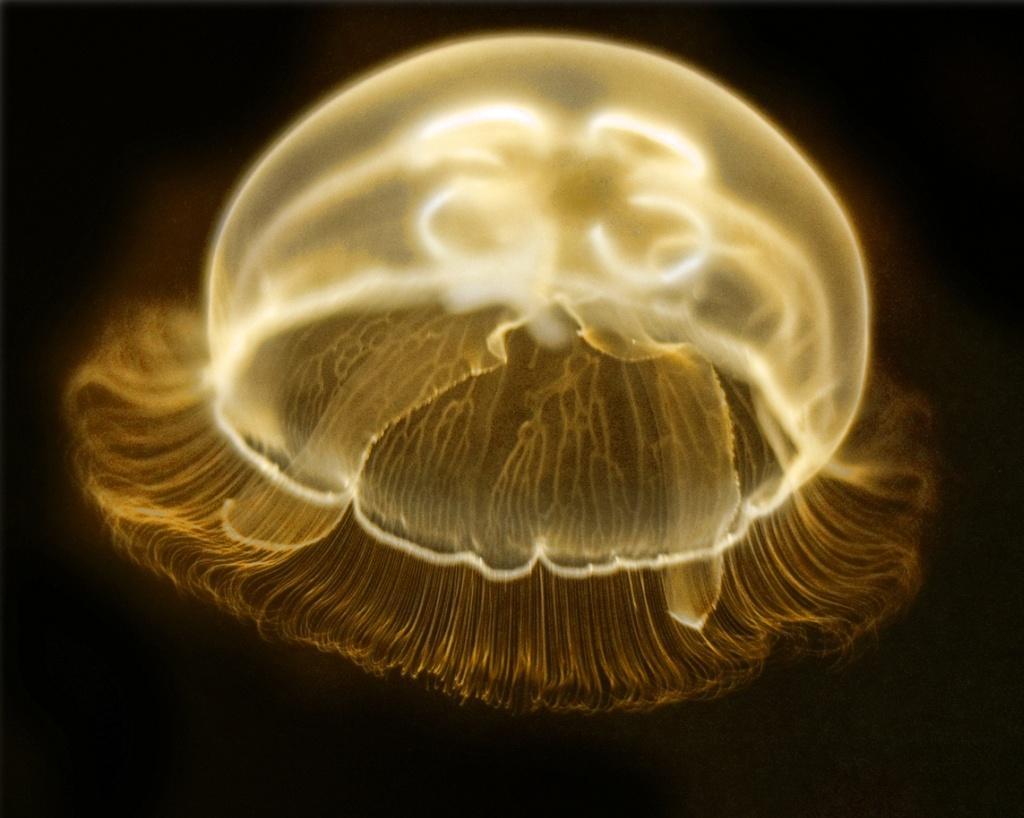 Jellyfish21