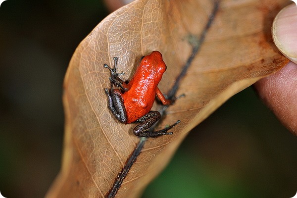 Oophaga pumilio