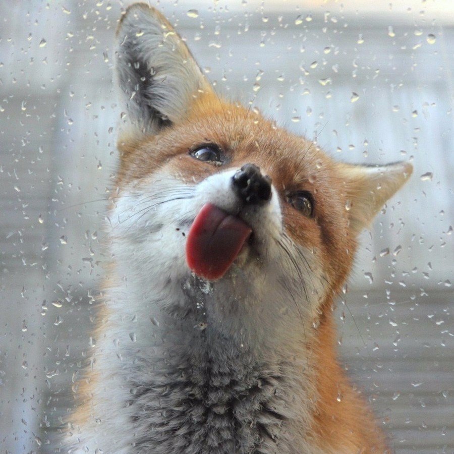 Животные, которые лижут окна (7 фото)