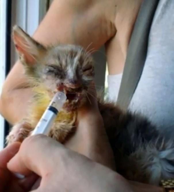 Взрослые боялись даже взглянуть на котенка, которого спасла 7-летняя девочка (9 фото) Взрослые боялись даже взглянуть на котенка, которого спасла 7-летняя девочка (9 фото)