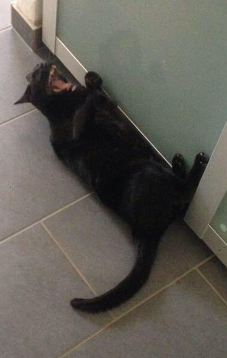 Этим котам валерьянки больше не наливать Этим котам валерьянки больше не наливать