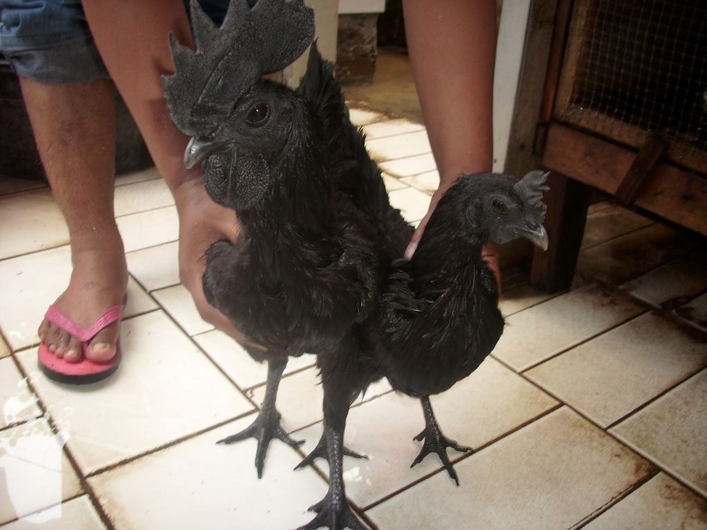 Аям чемани (ayam cemani) — редкая декоративная порода кур Аям чемани (ayam cemani) — редкая декоративная порода кур