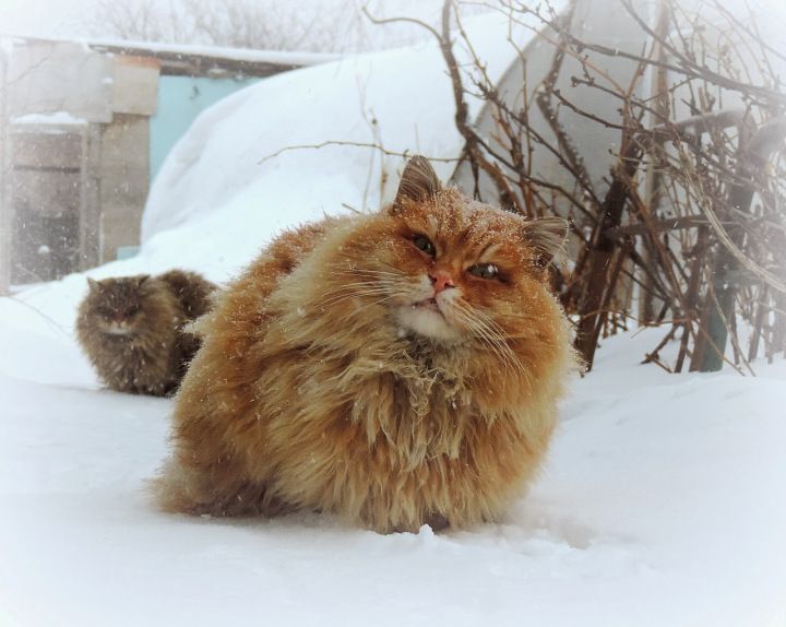 20 животных, которые могут похвастаться завидной шевелюрой 20 животных, которые могут похвастаться завидной шевелюрой