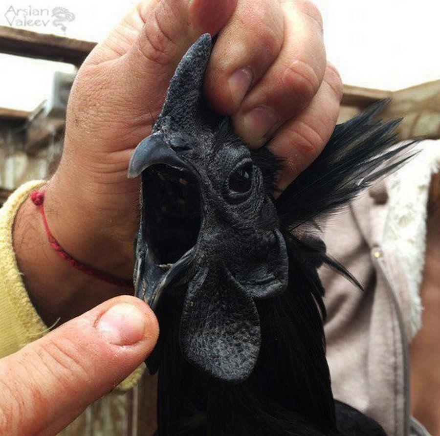 Аям чемани (ayam cemani) — редкая декоративная порода кур Аям чемани (ayam cemani) — редкая декоративная порода кур