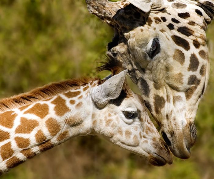 Мама и детеныш.