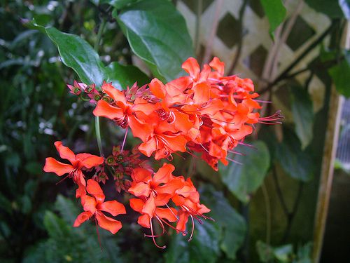  Clerodendrum