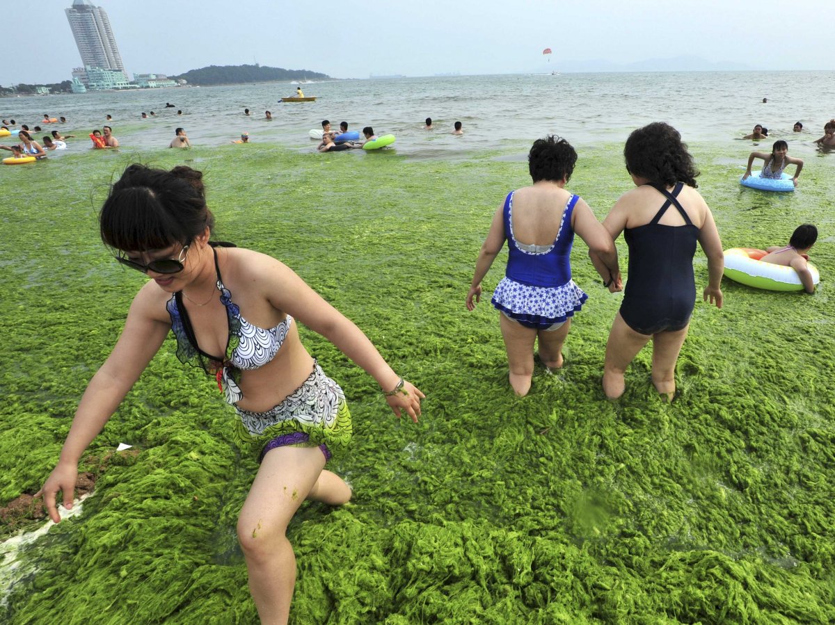 recording-breaking-blooms-of-the-algae-enteromorpha-prolifera-washed-up-on-chinas-beaches-in-shandong-province-over-the-summer-its-not-toxic-to-people-but-it-is-to-other-marine-life-hogging-most-of-the-oxygen-in