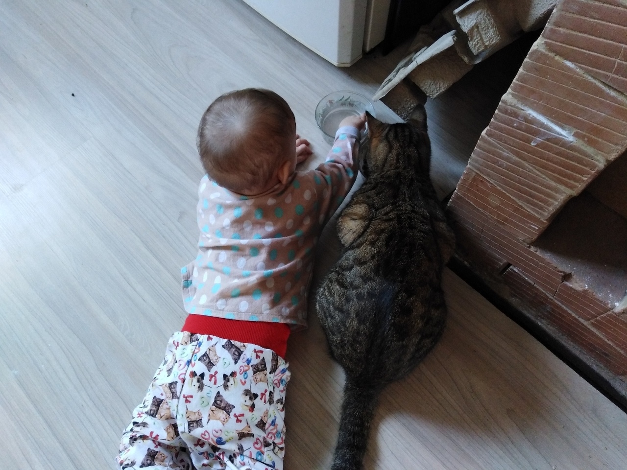кот из приюта ребенок с котом