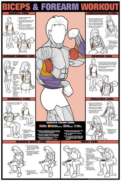 Workout & muscle