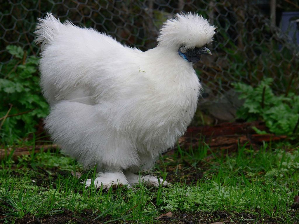 Аям чемани (ayam cemani) — редкая декоративная порода кур Аям чемани (ayam cemani) — редкая декоративная порода кур