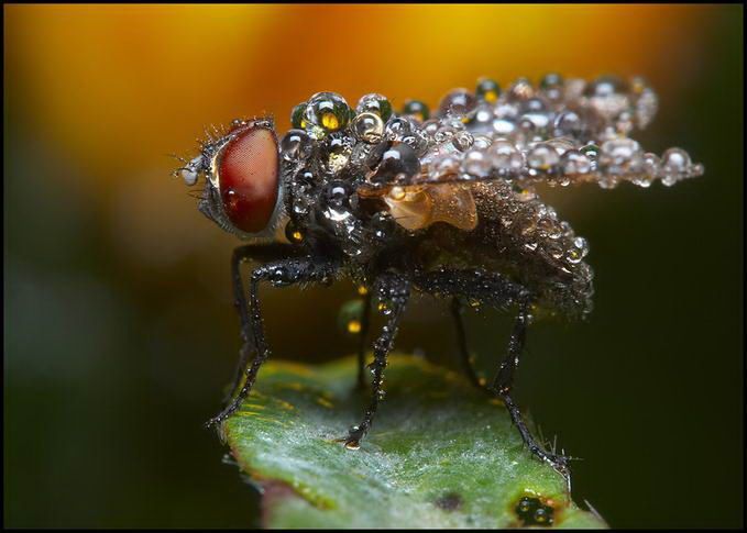 Великолепные моменты из мира животных (60 фото) Великолепные моменты из мира животных (60 фото)