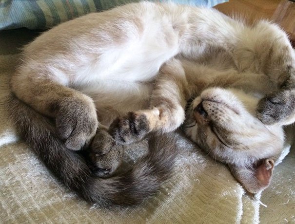 Очень усталые котики Очень усталые котики
