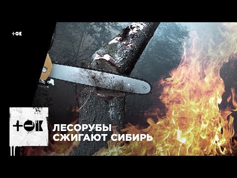 Лесорубы сжигают Сибирь: незаконный промысел за дымовой завесой
