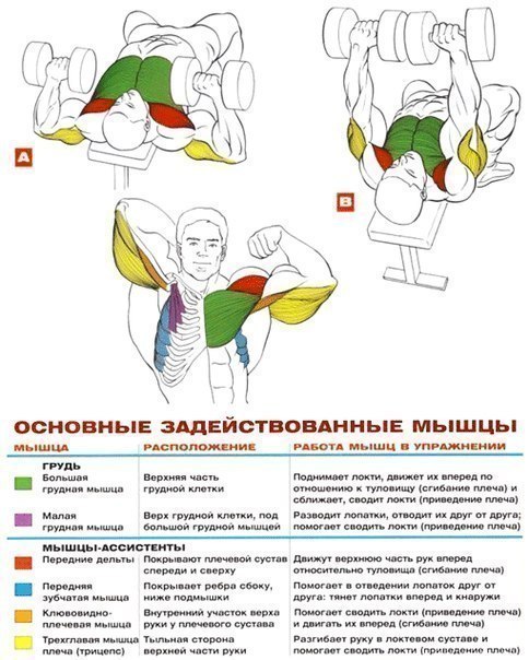 Качаем грудь: анатомия + основные упражнения!