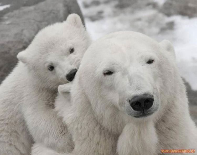 Забавные животные (34 фото) Забавные животные (34 фото)