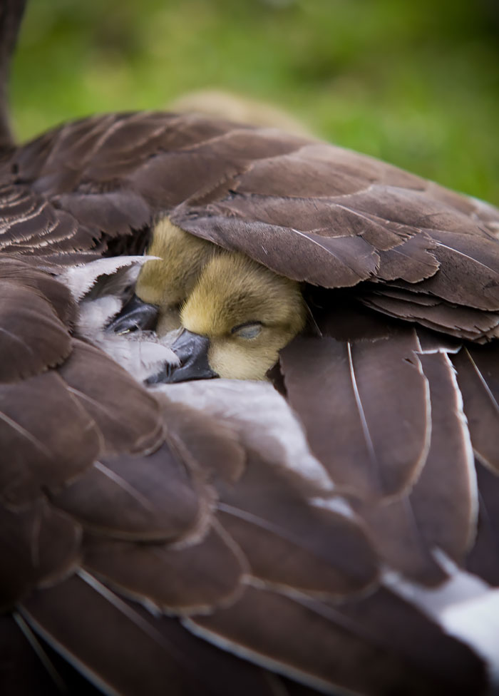 Ducklings