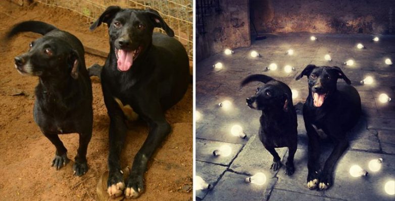 Волшебные собаки из приютов Волшебные собаки из приютов собаки, приют