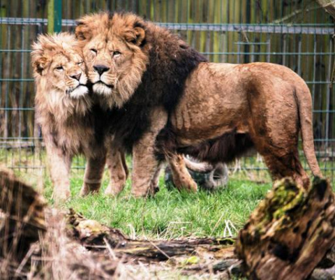 Невозможное возможно — одинокий лев вырастил осиротевшего львенка