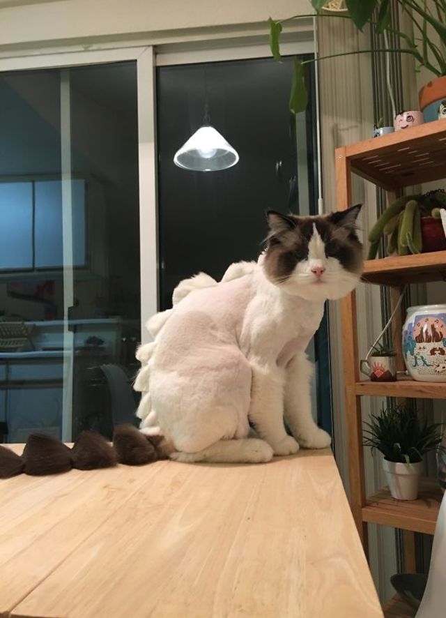 Оставили кота соседу всего на 1-у неделю... Оставили кота соседу всего на 1-у неделю...
