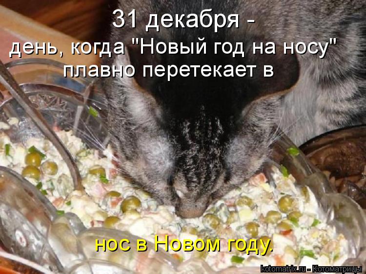 Котоматрица: 31 декабря -  день, когда "Новый год на носу" плавно перетекает в  нос в Новом году.