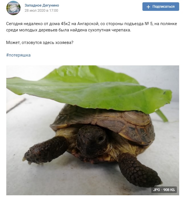Сбежавшая черепаха обрела в Западном Дегунине и стол, и дом