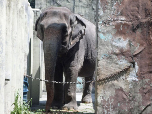 'Depressed' zoo elephant has lived alone for 35 years