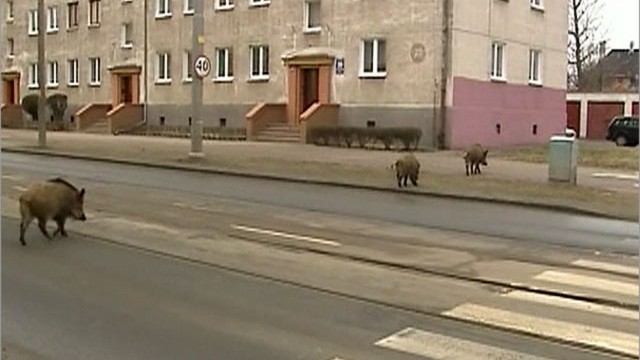 Кабаны ходят по улицам Хабаровска Дикие звери на улицах России. Стереотип или реальность?