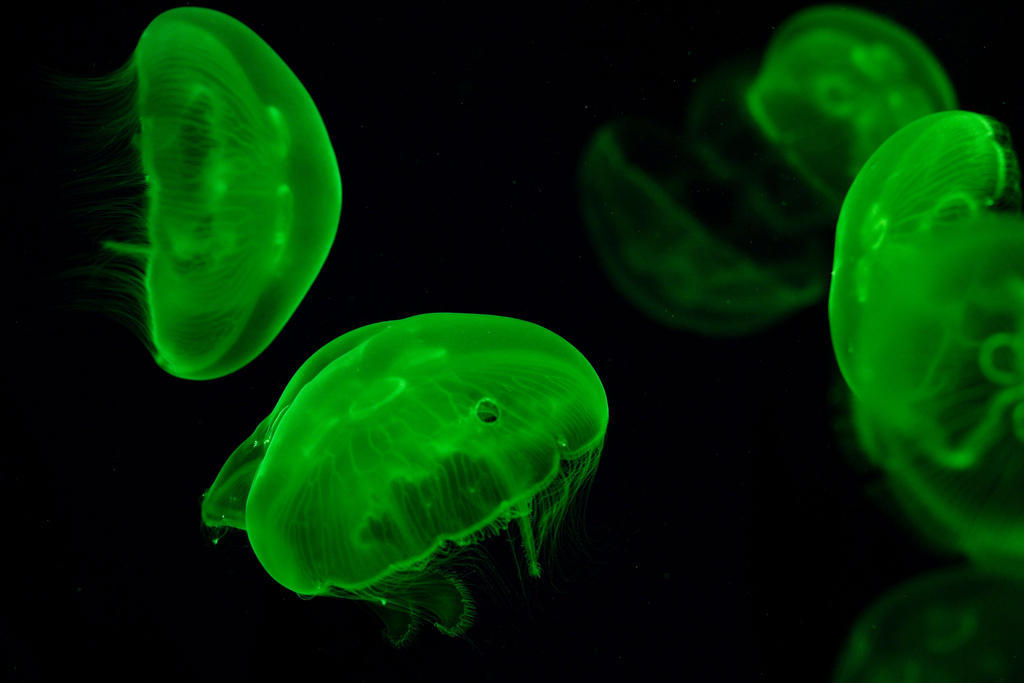 Jellyfish12