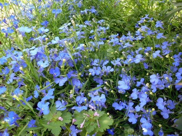 Яркий коврик лобелии