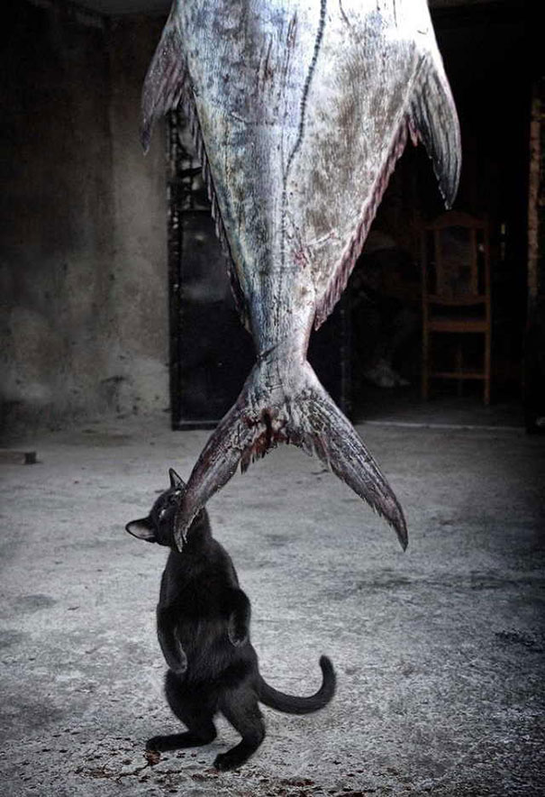 Коты, которых поймали на горячем - 45 отчаянных фотографий Коты, которых поймали на горячем - 45 отчаянных фотографий