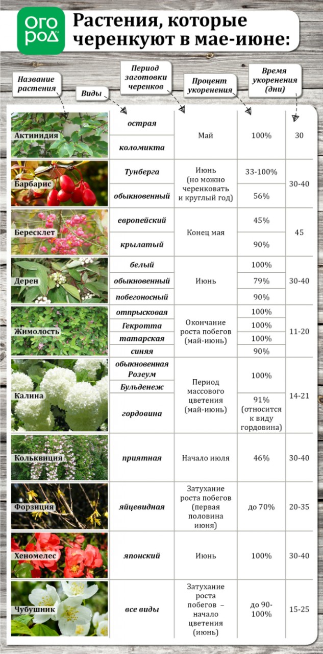 Выращивание мяты. Уроки начинающему садоводу Комнатные цветы: на лето - в открытый грунт