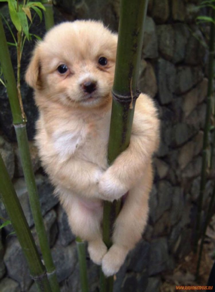 Забавные животные (34 фото) Забавные животные (34 фото)