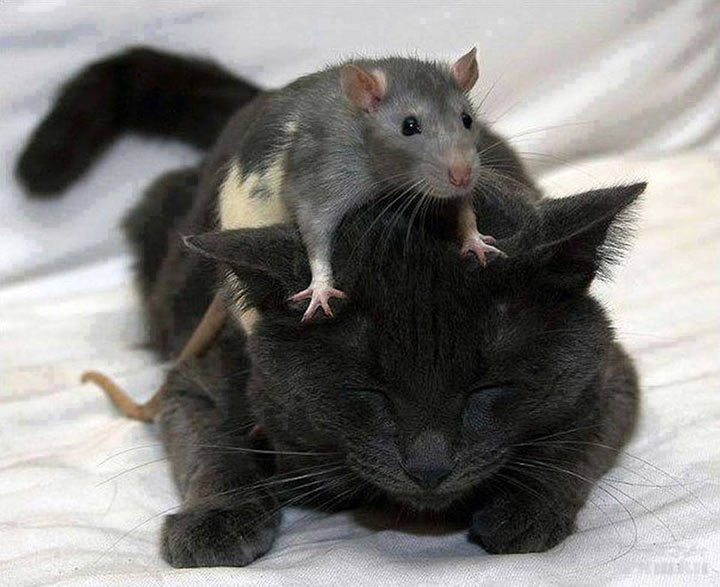 Кот и мышь лучшие друзья
