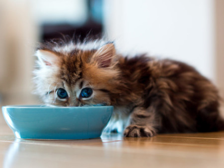 http://nashvet.ru/wp-content/uploads/2014/03/kotenok11-450x339.jpg