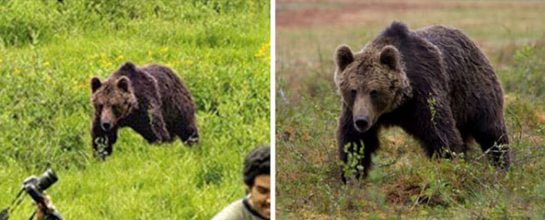 Подборка удивительных фейковых фотографий