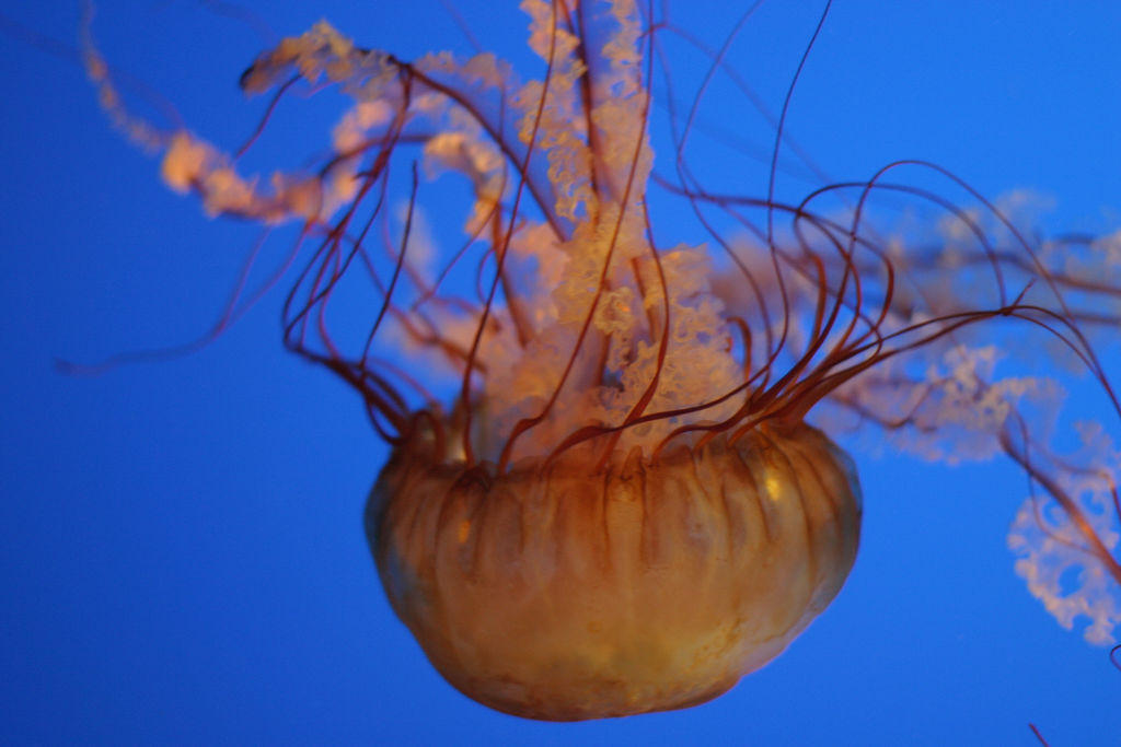 Jellyfish07