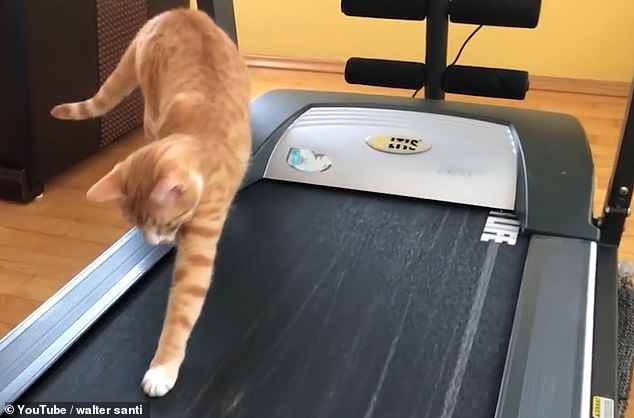 Уморительная реакция котика на беговую дорожку!